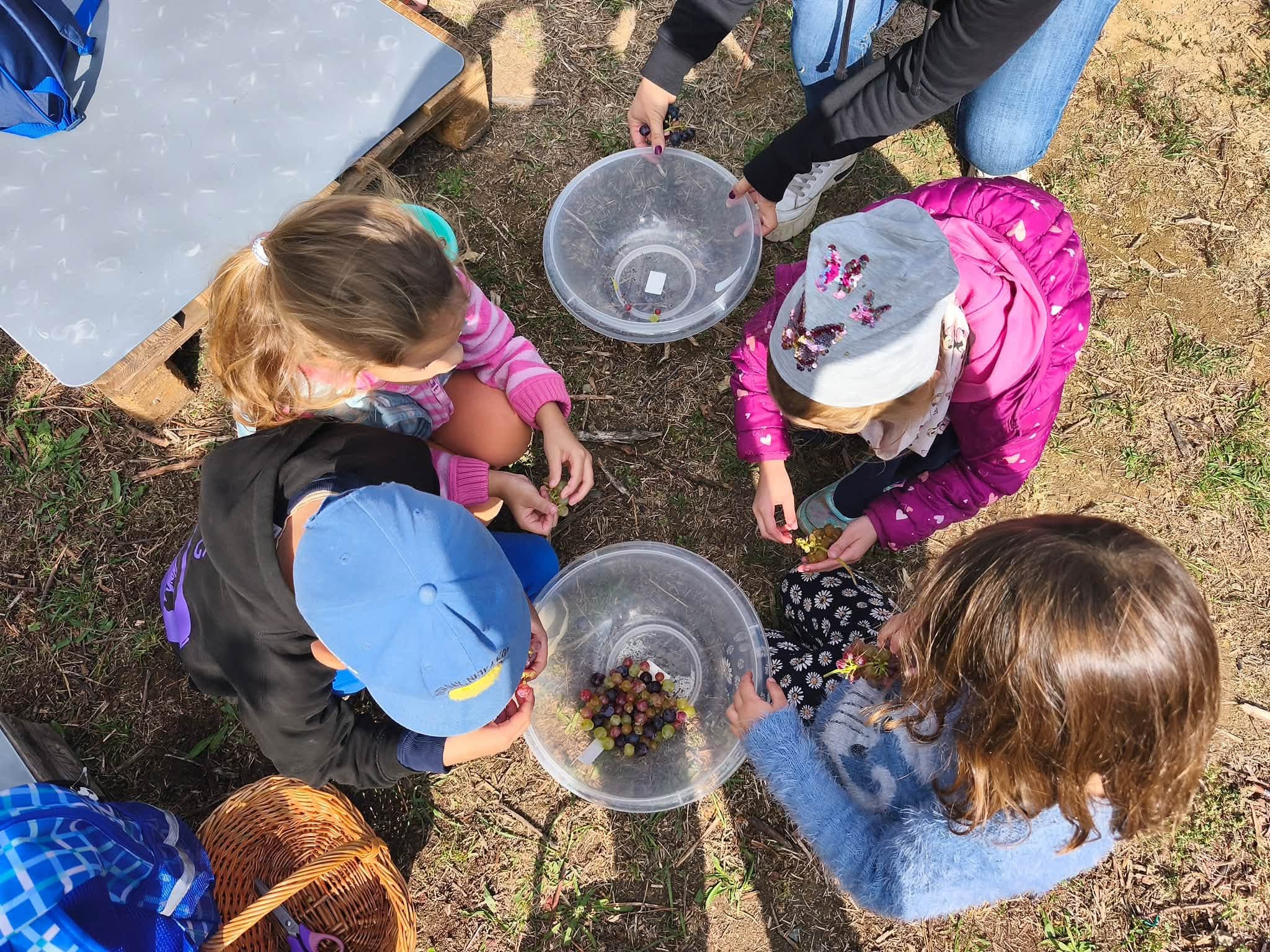 szüret2